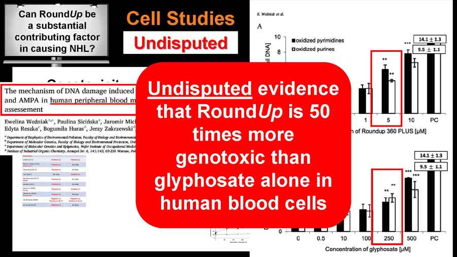Undisputed evidence that RoundUp is 50 times more genotoxic than glyphosate alone in human blood cells